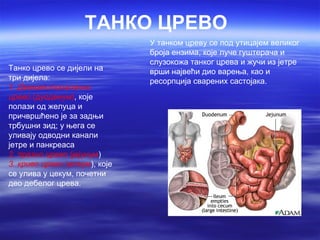 ТАНКО ЦРЕВО
                               У танком цреву се под утицајем великог
                               броја ензима, које луче гуштерача и
                               слузокожа танког црева и жучи из јетре
Танко црево се дијели на       врши највећи дио варења, као и
три дијела:                    ресорпција сварених састојака.
1. Дванаестопалачно
црево (дуоденум), које
полази од желуца и
причвршћено је за задњи
трбушни зид; у њега се
уливају одводни канали
јетре и панкреаса
2. празно црево (јејунум)
3. криво црево (илеум), које
се улива у цекум, почетни
део дебелог црева.
 