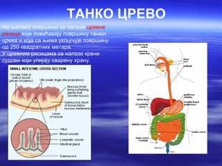 ТАНКО ЦРЕВО
На његовој површини се налазе цревне
ресице које повећавају површину танког
црева и која са њима укључује површину
од 250 квадратних метара.
У цревним ресицама се налазе крвни
судови који упијају сварену храну.
 
