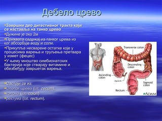 Дебело црево
Завршни део дигестивног тракта који
се наставља на танко црево
Дужине је око 2м
Прихвата садржај из танког црева из
ког абсорбује воду и соли.
Прикупља несварене остатке које у
процесима варења и труљења претвара
у измет (фецес)
У њему мноштво симбионатских
бактерија које стварају витамине и
обезбеђују завршетак варења.


Састоји се из:
Слепог црева (lat. cecum),
колона (lat. colon)
ректума (lat. rectum).
 