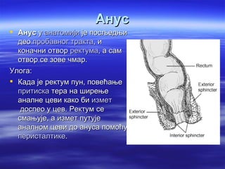 Анус
 Анус у анатомији је посљедњи
  део пробавног тракта, и
  коначни отвор ректума, а сам
  отвор се зове чмар.
Улога:
 Када је ректум пун, повећање
  притиска тера на ширење
  аналне цеви како би измет
   доспео у цев. Ректум се
  смањује, а измет путује
  аналном цеви до ануса помоћу
  перисталтике.
 