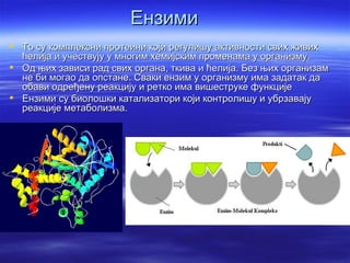 Ензими
 То су комплексни протеини који регулишу активности свих живих
  ћелија и учествују у многим хемијским променама у организму.
 Од њих зависи рад свих органа, ткива и ћелија. Без њих организам
  не би могао да опстане. Сваки ензим у организму има задатак да
  обави одређену реакцију и ретко има вишеструке функције
 Ензими су биолошки катализатори који контролишу и убрзавају
  реакције метаболизма.
 