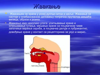 Жвакање
  Жвакањем се храна у усној дупљи ситни и меље. Жвакање се
  састоји у комбинованом деловању попречно пругастих мишића
  вилица, образа и језика.
 Жвакање има неколико улога: уситњавање хране и
  олакшавање гутања, мешање хране са пљувачком чиме
  започиње варење скроба, а пљувачка делује и лубрикантно,
  довођење хране у контакт са рецепторима за укус и мирис.
 