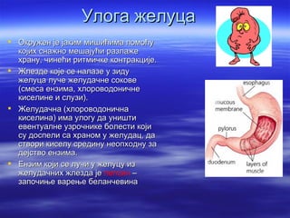 Улога желуца
 Окружен је јаким мишићима помоћу
  којих снажно мешајући разлаже
  храну, чинећи ритмичке контракције.
 Жлезде које се налазе у зиду
  желуца луче желудачне сокове
  (смеса ензима, хлороводоничне
  киселине и слузи).
 Желудачна (хлороводонична
  киселина) има улогу да уништи
  евентуалне узрочнике болести који
  су доспели са храном у желудац, да
  створи киселу средину неопходну за
  дејство ензима.
 Ензим који се лучи у желуцу из
  желудачних жлезда је пепсин –
  започиње варење беланчевина
 