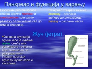 Панкреас и функција у варењу
Егзокрини део панкреаса      Панкреас ствара и ензиме:
ствара ензиме трипсин и      амилазу – разлаже
химотрипсин који даље        шећере до дисахарида
разлажу беланчевине све до   липазу – разлаже масти
амино-киселина.


 Основна функција
                    Жуч (јетра)
 жучне кесе је чување
 жучи, смеђе или
 зеленкасте течности
 која помаже да се
 разгради маст.
 Главни састојци
 жучи су жучне соли и
 киселина.
 