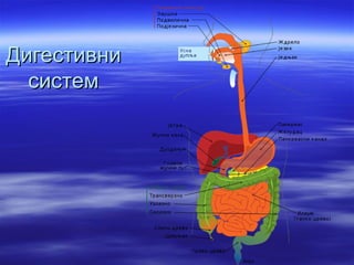 Дигестивни
  систем
 