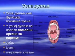 Усна дупља
 Усна дупља има
  функцију
  примања хране.
 У усној дупљи се
  налазе помоћни
  органи за
  варење:
 зуби,
 језик,
 пљувачне жлезде
 