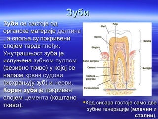 Зуби
 Зуби се састоје од
  органске материје дентина
  , а споља су покривени
  слојем тврде глеђи.
  Унутрашњост зуба је
  испуњена зубном пулпом
  (везивно ткиво) у којој се
  налазе крвни судови
  (исхрањују зуб) и нерви.
  Корен зуба је покривен
  слојем цемента (коштано
                             Код сисара постоје само две
  ткиво).
                                зубне генерације (млечни и
                                                   стални).
 