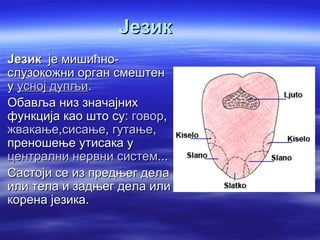 Језик
Језик је мишићно-
слузокожни орган смештен
у усној дупљи.
Обавља низ значајних
функција као што су: говор,
жвакање,сисање, гутање,
преношење утисака у
централни нервни систем...
Састоји се из предњег дела
или тела и задњег дела или
корена језика.
 
