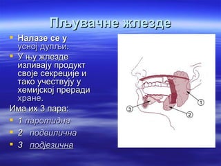 Пљувачне жлезде
 Налазе се у
  усној дупљи.
 У њу жлезде
  изливају продукт
  своје секреције и
  тако учествују у
  хемијској преради
  хране.
Има их 3 пара:
 1 паротидна
 2 подвилична
 3 подјезична
 