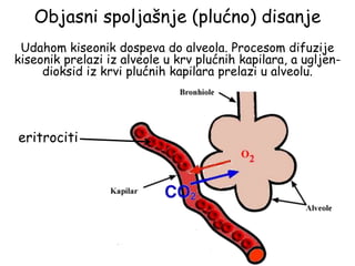 Objasni spoljašnje (plućno) disanje
eritrociti
Udahom kiseonik dospeva do alveola. Procesom difuzije
kiseonik prelazi iz alveole u krv plućnih kapilara, a ugljen-
dioksid iz krvi plućnih kapilara prelazi u alveolu.
 