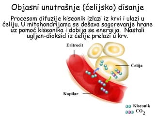Objasni unutrašnje (ćelijsko) disanje
Procesom difuzije kiseonik izlazi iz krvi i ulazi u
ćeliju. U mitohondrijama se dešava sagorevanje hrane
uz pomoć kiseonika i dobija se energija. Nastali
ugljen-dioksid iz ćelije prelazi u krv.
 