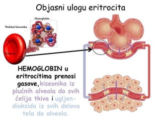 HEMOGLOBIN u
eritrocitima prenosi
gasove,kiseonika iz
plućnih alveola do svih
ćelija tkiva i ugljen-
dioksida iz svih delova
tela do alveola.
Objasni ulogu eritrocita
 