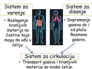 Sistem za
varenje
• Razlaganje
hranljivih
materija na
čestice koje
mogu da uđu u
ćeliju.
Sistem za
disanje
• Dopremanje
gasova do i
od pluća.
Razmena
gasova.
Sistem za cirkulaciju
• Transport gasova i hranljivih
materija do svake ćelije.
 