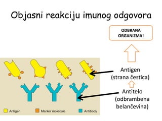 Objasni reakciju imunog odgovora
Antigen
(strana čestica)
Antitelo
(odbrambena
belančevina)
ODBRANA
ORGANIZMA!
 