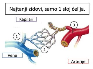 Prepoznaj krvni sud po osobiniDebeli, elastičnin zidovi.
1
2
3
Tanji zidovi, imaju zaliske.Najtanji zidovi, samo 1 sloj ćelija.
Vene
Arterije
Kapilari
 