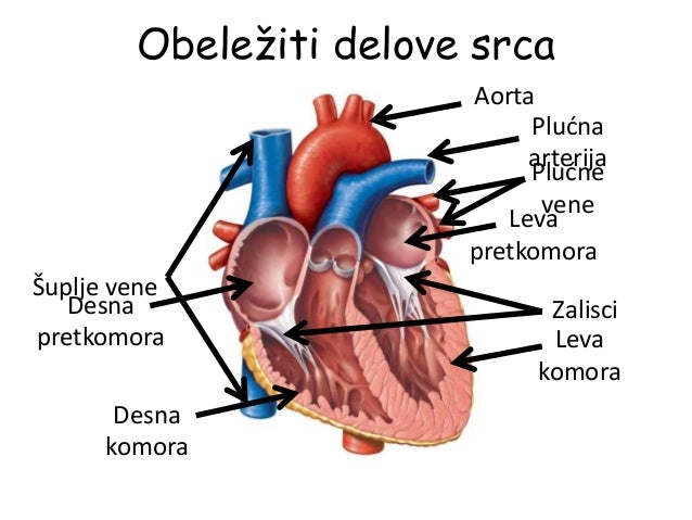 Sistem organa za cirkulaciju-ponavljanje
