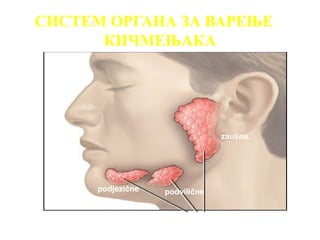 СИСТЕМ ОРГАНА ЗА ВАРЕЊЕ
      КИЧМЕЊАКА




                                zaušne.




      podjezične   podvilične
 
