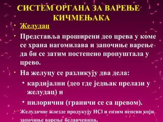 СИСТЕМ ОРГАНА ЗА ВАРЕЊЕ
          КИЧМЕЊАКА
•   Желудац
•   Представља проширени део црева у коме
    се храна нагомилава и започиње варење
    да би се затим постепено пропуштала у
    црево.
•   На желуцу се разликују два дела:
     • кардијални (део где једњак прелази у
       желудац) и
     • пилорични (граничи се са цревом).
•   Желудачне жлезде продукују HCl и ензим пепсин који
    започиње варење беланчевина.
 