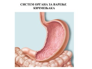 СИСТЕМ ОРГАНА ЗА ВАРЕЊЕ
      КИЧМЕЊАКА



                          ЖЕЛУДАЦ
 