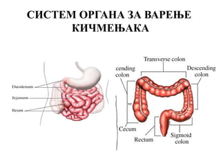 СИСТЕМ ОРГАНА ЗА ВАРЕЊЕ
      КИЧМЕЊАКА
 