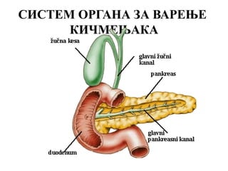 СИСТЕМ ОРГАНА ЗА ВАРЕЊЕ
      КИЧМЕЊАКА
 