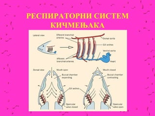РЕСПИРАТОРНИ СИСТЕМ
    КИЧМЕЊАКА
 