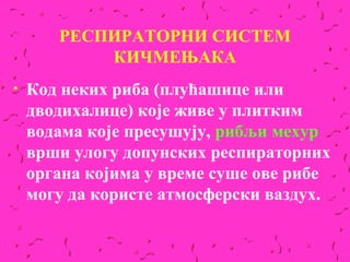 РЕСПИРАТОРНИ СИСТЕМ
           КИЧМЕЊАКА
•   Код неких риба (плућашице или
    дводихалице) које живе у плитким
    водама које пресушују, рибљи мехур
    врши улогу допунских респираторних
    органа којима у време суше ове рибе
    могу да користе атмосферски ваздух.
 