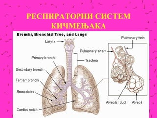 РЕСПИРАТОРНИ СИСТЕМ
    КИЧМЕЊАКА
 