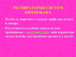 РЕСПИРАТОРНИ СИСТЕМ
            КИЧМЕЊАКА
•   Плућа су нарочито сложене грађе код птица
    и сисара.
•   Код птица:од плућних крила полазе
    проширења – ваздушне кесе, чији израштаји
    залазе између унутрашњих органа и у кости.
 