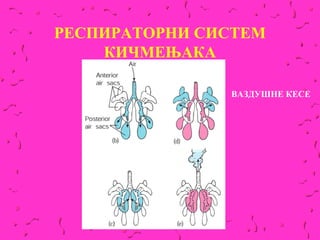 РЕСПИРАТОРНИ СИСТЕМ
    КИЧМЕЊАКА

               ВАЗДУШНЕ КЕСЕ
 