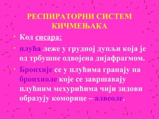 РЕСПИРАТОРНИ СИСТЕМ
             КИЧМЕЊАКА
•   Код сисара:
•   плућа леже у грудној дупљи која је
    од трбушне одвојена дијафрагмом.
•   Бронхије се у плућима гранају на
    бронхиоле које се завршавају
    плућним мехурићима чији зидови
    образују коморице – алвеоле.
 