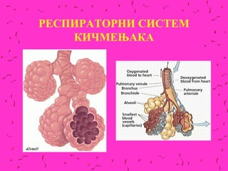 РЕСПИРАТОРНИ СИСТЕМ
    КИЧМЕЊАКА
 