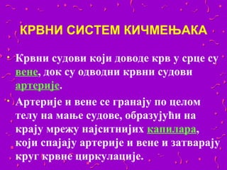 КРВНИ СИСТЕМ КИЧМЕЊАКА

•   Крвни судови који доводе крв у срце су
    вене, док су одводни крвни судови
    артерије.
•   Артерије и вене се гранају по целом
    телу на мање судове, образујући на
    крају мрежу најситнијих капилара,
    који спајају артерије и вене и затварају
    круг крвне циркулације.
 
