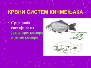 КРВНИ СИСТЕМ КИЧМЕЊАКА
•   Срце риба
    састоји се из
    једне преткоморе
    и једне коморе
 