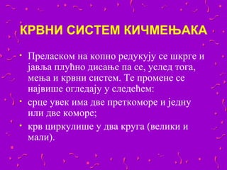 КРВНИ СИСТЕМ КИЧМЕЊАКА
•   Преласком на копно редукују се шкрге и
    јавља плућно дисање па се, услед тога,
    мења и крвни систем. Те промене се
    највише огледају у следећем:
•   срце увек има две преткоморе и једну
    или две коморе;
•   крв циркулише у два круга (велики и
    мали).
 