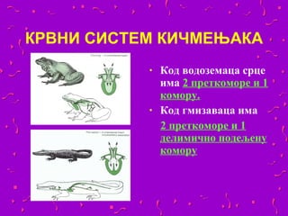 КРВНИ СИСТЕМ КИЧМЕЊАКА
           •   Код водоземаца срце
               има 2 преткоморе и 1
               комору.
           •   Код гмизаваца има
               2 преткоморе и 1
               делимично подељену
               комору
 