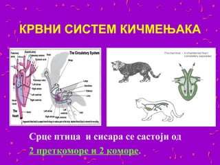 КРВНИ СИСТЕМ КИЧМЕЊАКА




 Срце птица и сисара се састоји од
 2 преткоморе и 2 коморе.
 