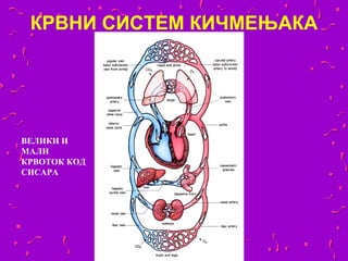 КРВНИ СИСТЕМ КИЧМЕЊАКА




ВЕЛИКИ И
МАЛИ
КРВОТОК КОД
СИСАРА
 