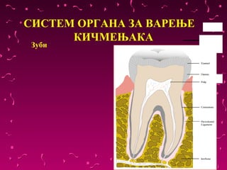 СИСТЕМ ОРГАНА ЗА ВАРЕЊЕ
      КИЧМЕЊАКА
 Зуби
 
