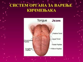 СИСТЕМ ОРГАНА ЗА ВАРЕЊЕ
      КИЧМЕЊАКА

               Језик
 