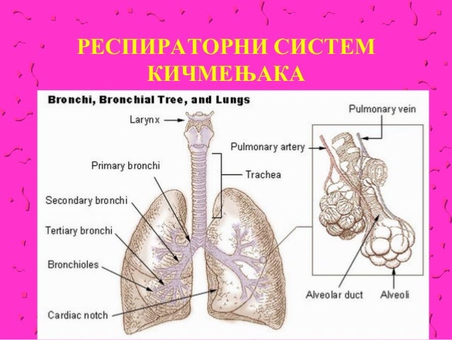 Varenje, disanje, krvni sistem kicmenjaka