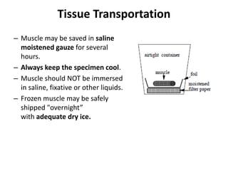 Tissue Transportation
– Muscle may be saved in saline
moistened gauze for several
hours.
– Always keep the specimen cool.
– Muscle should NOT be immersed
in saline, fixative or other liquids.
– Frozen muscle may be safely
shipped "overnight”
with adequate dry ice.
 