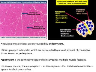 •Individual muscle fibres are surrounded by endomysium.
•Fibres grouped in fascicles which are surrounded by a small amount of connective
tissue known as perimysium.
•Epimysium is the connective tissue which surrounds multiple muscle fascicles.
•In normal muscle, the endomysium is so inconspicuous that individual muscle fibers
appear to abut one another.
 