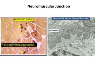 Neuromuscular Junction
 
