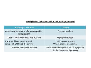Pathologic Features Disease
In center of specimen, often arranged in
size gradient
Freezing artifact
Often subsarcolemmal, PAS positive Glycogen storage
Scattered fibres; small, round,
osmiophilic; Oil Red O positive
Lipid storage storage
Mitochondrial myopathies
Rimmed, ubiquitin-positive Inclusion body myositis, distal myopathy,
Oculopharyngeal dystrophy
Sarcoplasmic Vacuoles Seen in the Biopsy Specimen
 