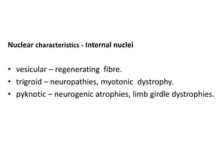 Nuclear characteristics - Internal nuclei
• vesicular – regenerating fibre.
• trigroid – neuropathies, myotonic dystrophy.
• pyknotic – neurogenic atrophies, limb girdle dystrophies.
 