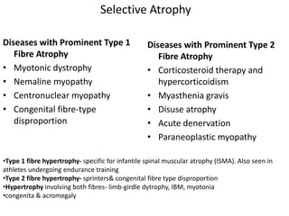 Diseases with Prominent Type 1
Fibre Atrophy
• Myotonic dystrophy
• Nemaline myopathy
• Centronuclear myopathy
• Congenital fibre-type
disproportion
Diseases with Prominent Type 2
Fibre Atrophy
• Corticosteroid therapy and
hypercorticoidism
• Myasthenia gravis
• Disuse atrophy
• Acute denervation
• Paraneoplastic myopathy
Selective Atrophy
•Type 1 fibre hypertrophy- specific for infantile spinal muscular atrophy (ISMA). Also seen in
athletes undergoing endurance training
•Type 2 fibre hypertrophy- sprinters& congenital fibre type disproportion
•Hypertrophy involving both fibres- limb-girdle dytrophy, IBM, myotonia
•congenita & acromegaly
 