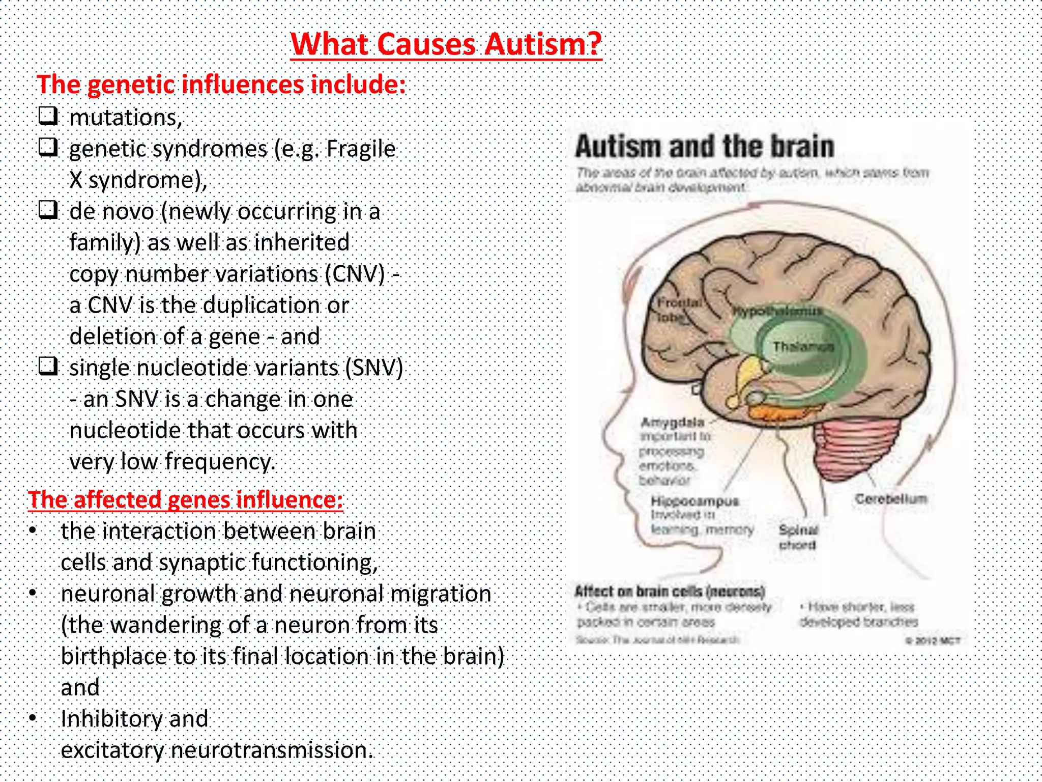The genetic influences include:
 mutations,
 genetic syndromes (e.g. Fragile
X syndrome),
 de novo (newly occurring in a
family) as well as inherited
copy number variations (CNV) -
a CNV is the duplication or
deletion of a gene - and
 single nucleotide variants (SNV)
- an SNV is a change in one
nucleotide that occurs with
very low frequency.
What Causes Autism?
The affected genes influence:
• the interaction between brain
cells and synaptic functioning,
• neuronal growth and neuronal migration
(the wandering of a neuron from its
birthplace to its final location in the brain)
and
• Inhibitory and
excitatory neurotransmission.
 