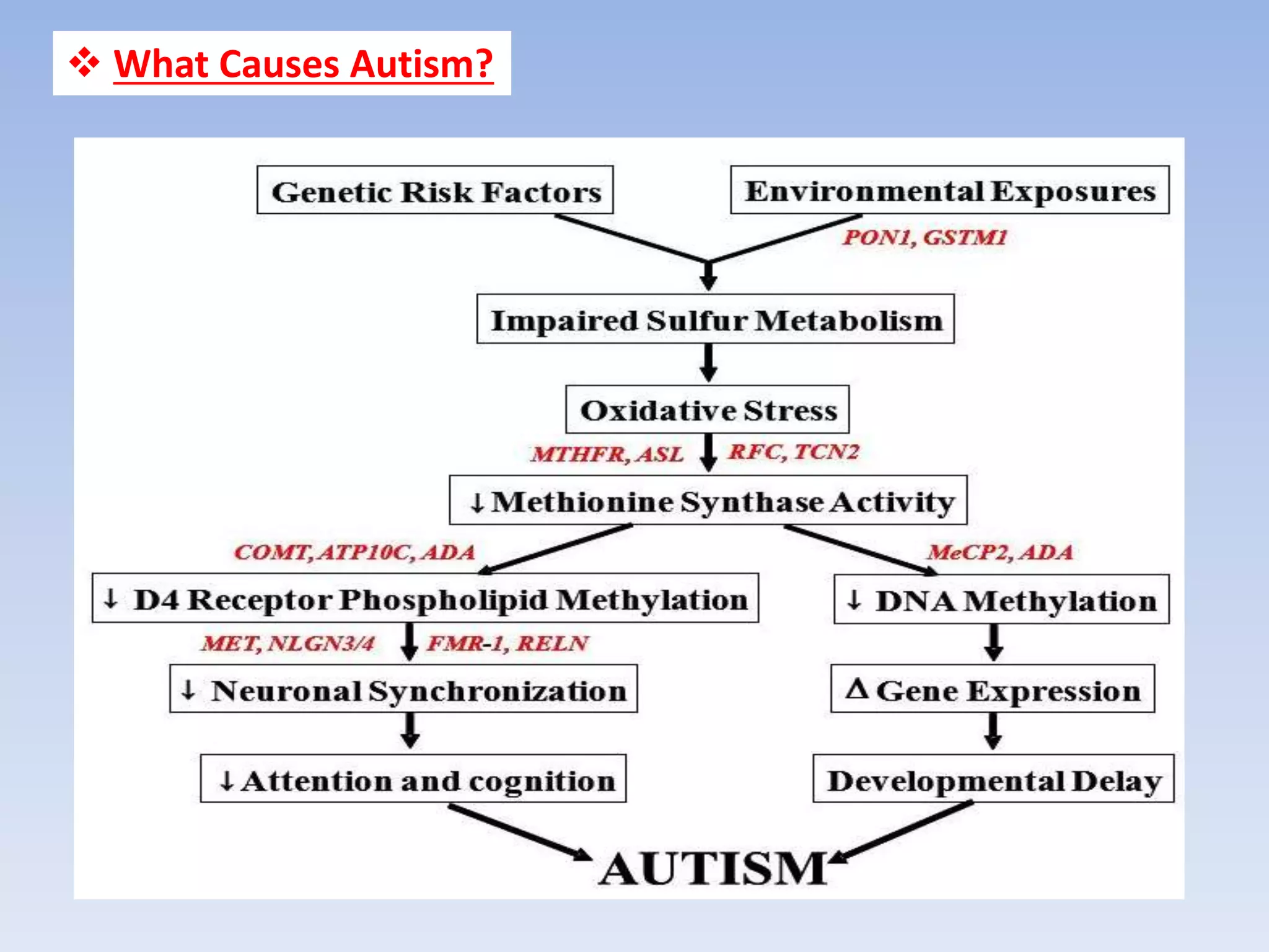 What Causes Autism?
 