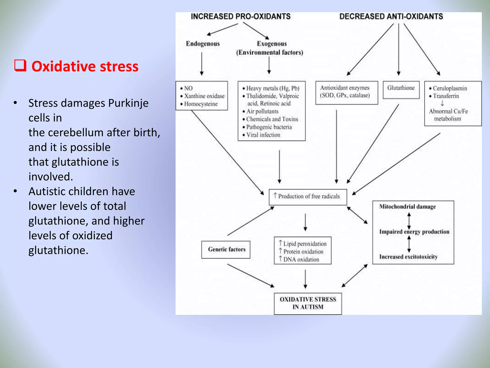  Oxidative stress
• Stress damages Purkinje
cells in
the cerebellum after birth,
and it is possible
that glutathione is
involved.
• Autistic children have
lower levels of total
glutathione, and higher
levels of oxidized
glutathione.
 